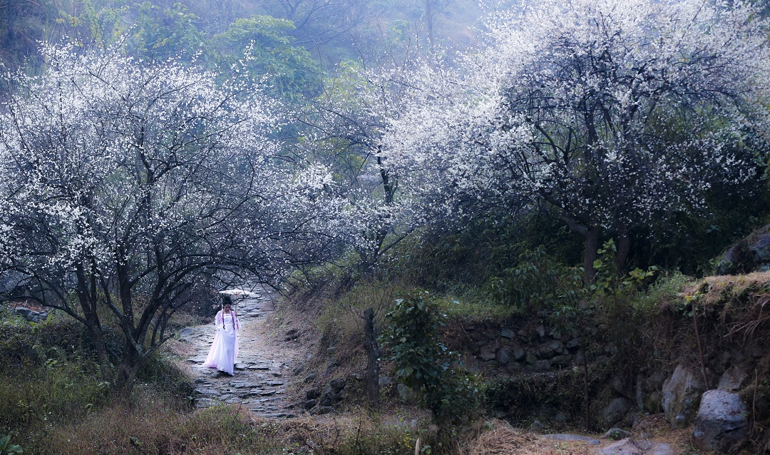 赏花